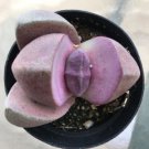 Pleiospilos Nelii Royal Flush Plant 2.5  Pot Fresh Garden