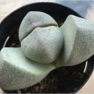 Pleiospilos Nelii Split Rock Cactus Cacti Succulent Plant 2.5 Pot Fresh Garden