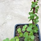 Portulacaria Afra Elephant Bush Dwarf Jade Comes In A 3.5  Pot Fresh Garden
