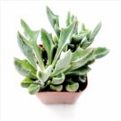Portulacaria Afra Elephant Bush Succulent Plant Fresh Garden