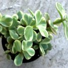 Portulacaria Afra Variegata Rainbow Bush Comes In A 2.5  Pot Fresh Garden