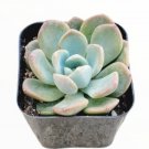 Rare Conophytum Friedrichiae Succulent Plant Eye Leaves Potted In 2 Inch Pot Fresh Garden Rare Conophytum Friedrichiae Succulent Plant Eye Leaves Potted In 2 Inch Pot Fresh Garden