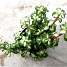 Portulacaria Kaleidoscope Mid Stripe Comes In A 3.5 Pot Fresh Garden