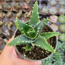 Rare Cotyledon Pendens Rooted In 2 Plant Pot Great Indoor Wall Decor Fresh Garden