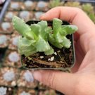 Rare Echeveria Crispate Beauty Succulent Plant Full Rooted In 2 Planter Fresh Garden