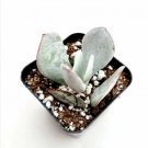 Rare Live Echeveria Derenbergii Succulent Plant Fully Rooted In 2 Inch Plant Pot Fresh Garden Rare Live Echeveria Derenbergii Succulent Plant Fully Rooted In 2 Inch Plant Pot Fresh Garden