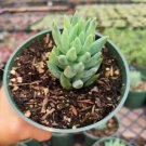 Rare String Of Dolphins Senecio Peregrinus Succulents Rooted In 4 Plant Pot Fresh Garden