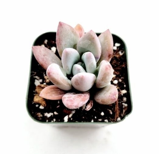 Rare X Sedeveria Rolly Succulent Plants Rooted In 2  Plant Pot Fresh Garden