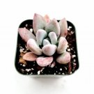 Rare X Sedeveria Rolly Succulent Plants Rooted In 2  Plant Pot Fresh Garden