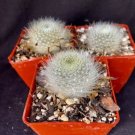 Rebut Albipilosa Lot Of 3 Cactus Plants Fresh Garden