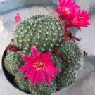 Rebutia Miniscula Comes In A 2.5  Pot Fresh Garden