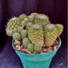 Rebutia Veronikae Xl Cactus Plant Fresh Garden