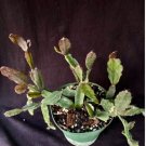 Rhipsalis Augudoensis Succulent Fresh Garden