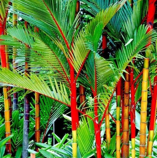 RED SEALING WAX  LIPSTICK  PALM TREE 20 SEEDS (Cyrtostachys renda) House Plant