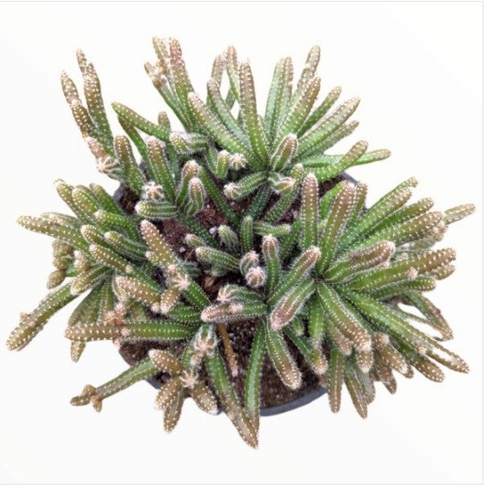 Rhipsalis Baccifera Subsp. Horrida Mouse Tail Cactus Fresh Garden