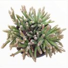 Rhipsalis Baccifera Subsp. Horrida Mouse Tail Cactus Fresh Garden