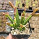 Rhipsalis Cereoides Succulent Plant Fresh Garden