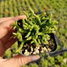 Rhipsalis Cereuscula - Coral Cactus Mistletoe Cactus Fresh Garden