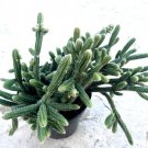 Rhipsalis Horrida Comes In A 3.5  Pot Fresh Garden