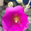 Rock Purslane Calandrinia 2 Cuttings 4 - 6 In Length Fresh Garden