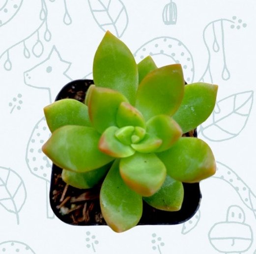 Rosette Echeveria Blue Surprise Succulent Plant Fully Rooted In 4 Plant Pot Fresh Garden