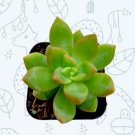 Rosette Echeveria Blue Surprise Succulent Plant Fully Rooted In 4 Plant Pot Fresh Garden