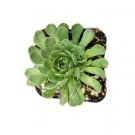 Rosularia Platyphylla Succulent Plant Fresh Garden