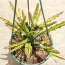 Ruschia Uncinata Doringvygie Succulent Plant Fresh Garden