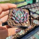 Sedeveria Blue Elf Succulent Plant Fresh Garden