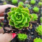 Sedeveria Letizia Succulent Plant Fresh Garden