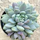 Sedeveria Lilac Mist Comes In A 2.5  Pot Fresh Garden