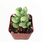 Sedeveria Rolly Succulent Plant Fresh Garden