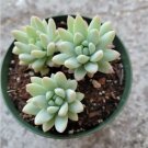 Sedeveria Silver Frost Succulent Plant Fresh Garden