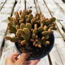 Sedum Adolphii Succulent Plant Fresh Garden