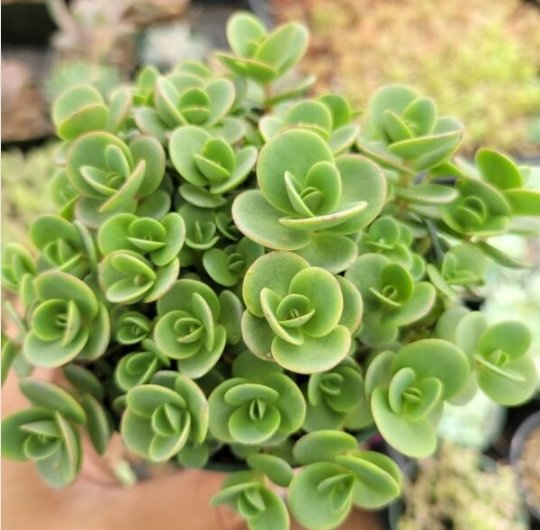 Sedum Alice Evans Succulent Plant Fresh Garden