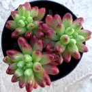 Sedum Aurora Comes In A 2.5  Pot Fresh Garden