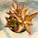 Sedum Adolphii Firestorm Comes In A 2.5  Pot Fresh Garden