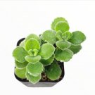 Sedum Adolphii Firestorm Succulent Plant Fresh Garden