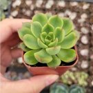 Sedum Adolphii Firestorm Succulent Plant Rooted In 2 Planter Fresh Garden