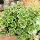 Sedum Alice Evans Succulent Plant Fresh Garden