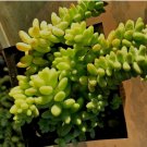 Sedum Burrito Burro’S Tail Baby Donkey Tail 2 Cuttings 3 - 5 In Length Each Fresh Garden Sedum Burrito Burro’S Tail Baby Donkey Tail 2 Cuttings 3 - 5 In Length Each Fresh Garden