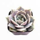 Sedum Dasyphyllum Himalayan Skies Succulent Plant Fresh Garden Sedum Dasyphyllum Himalayan Skies Succulent Plant Fresh Garden