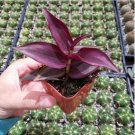 Sedum Dendroideum - Tree Stonecrop Succulent Plant Fresh Garden Sedum Dendroideum - Tree Stonecrop Succulent Plant Fresh Garden
