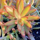 Sedum Firestorm 2 Cuttings 3 - 4 In Length Fresh Garden Sedum Firestorm 2 Cuttings 3 - 4 In Length Fresh Garden