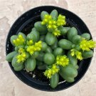 Sedum Hernandezii Comes In A 2.5 Pot Fresh Garden