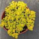 Sedum Japonicum Tokyo Sun Succulent Plant Fresh Garden Sedum Japonicum Tokyo Sun Succulent Plant Fresh Garden