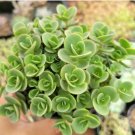Sedum Lime Zinger Succulent Plant Fresh Garden Sedum Lime Zinger Succulent Plant Fresh Garden