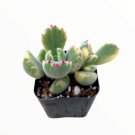 Sedum Lineare Variegated Sea Urchin Succulent Plant Fresh Garden