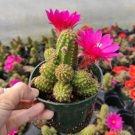 Sedum Little Missy Succulent Plant Fresh Garden Sedum Little Missy Succulent Plant Fresh Garden
