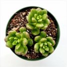 Sedum Lucidum Obesum Succulent Plant Fresh Garden